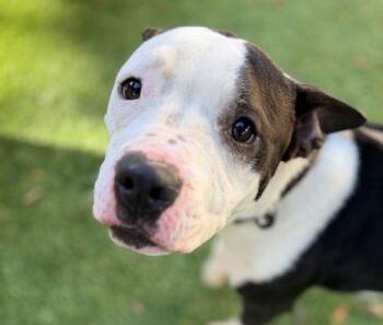 Clarice -  Terrier Dog for Adoption in Sanford, Florida - Clarice | PetCurious