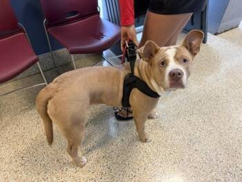 American Bulldog and Mixed Breed Dogs Available for Adoption in Doral, Florida - STEEL | PetCurious