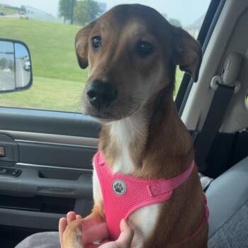 Cooper -  Labrador Retriever and Mixed Breed Dog for Adoption in Tulsa, Oklahoma - Cooper | PetCurious