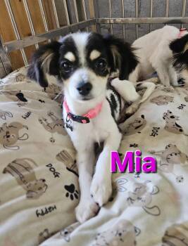 Mia -  Terrier Dog Available for Adoption - Mia | PetCurious