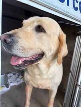 Golden Retriever and Mixed Breed Dogs Available for Adoption - Oliver | PetCurious