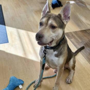 Forest -  Husky Dog for Adoption in Washington, Pennsylvania - Forest | PetCurious