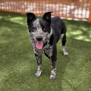 LOVER BOY -  Australian Cattle Dog Blue Heeler Dog for Adoption in Las Vegas, Nevada - LOVER BOY | PetCurious
