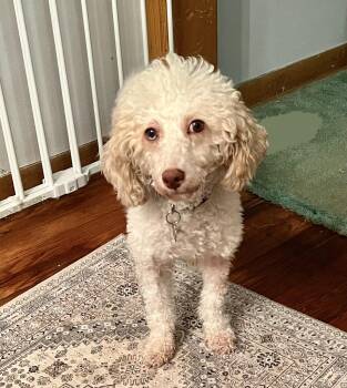 Rescue Poodle Dogs for Adoption in Union Grove, Wisconsin - Freya | PetCurious