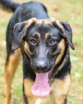 Dionysus -  Mixed Breed Dog for Adoption in Chamblee, Georgia - Dionysus | PetCurious