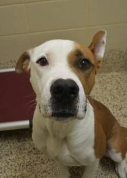 Mixed Breed Dogs Available for Adoption - Freight Train 50497 | PetCurious