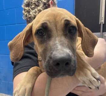 Pocahontas -  Hound Dog for Adoption in Golden, Colorado - Pocahontas | PetCurious