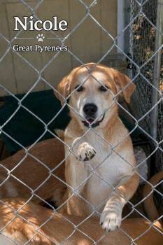 Great Pyrenees Dogs Available for Adoption in Panama City, Florida - Nicole | PetCurious