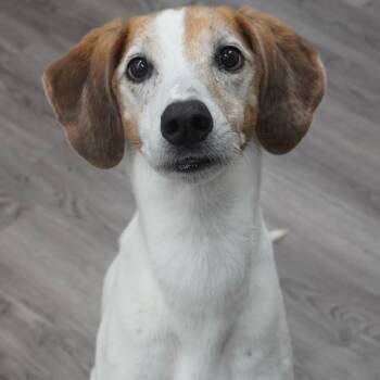 Pip -  Hound Dog for Adoption in Fairfax Station, Virginia - Pip | PetCurious