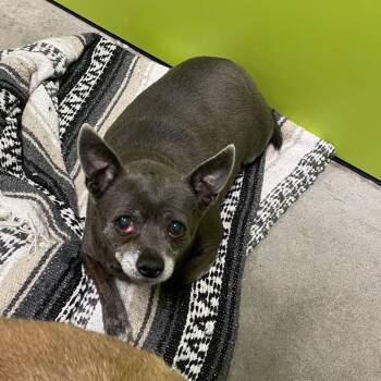 Chihuahua Dogs Available for Adoption in Spokane, Washington - ZoZo | PetCurious