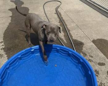 Cornelius -  Pit Bull Terrier and Mixed Breed Dog for Adoption in Westland, Michigan - Cornelius | PetCurious