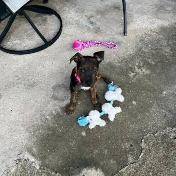 Coco -  Mixed Breed Dog for Adoption in Houston, Texas - Coco | PetCurious