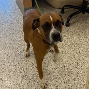 Boxer Dogs Available for Adoption - Scarlett | PetCurious