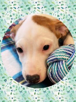 Rescue Cattle Dog and Beagle Dogs for Adoption in Chandler, Arizona - JAZMINE | PetCurious