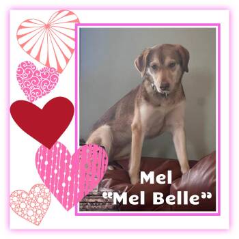 Mel "Mel Belle" -  Shepherd Dog for Adoption in Valley City, North Dakota - Mel "Mel Belle" | PetCurious