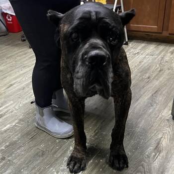 Bravo -  Cane Corso Dog for Adoption in Summerville, South Carolina - Bravo | PetCurious