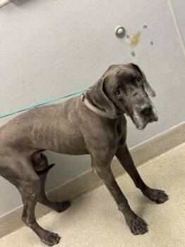 NERO -  Great Dane Dog for Adoption in Las Vegas, Nevada - NERO | PetCurious