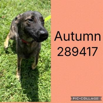 AUTUMN -  Belgian Shepherd Malinois and Mixed Breed Dog for Adoption in Macon, Georgia - AUTUMN | PetCurious