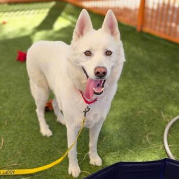 YANKEE -  Husky Dog for Adoption in Las Vegas, Nevada - YANKEE | PetCurious