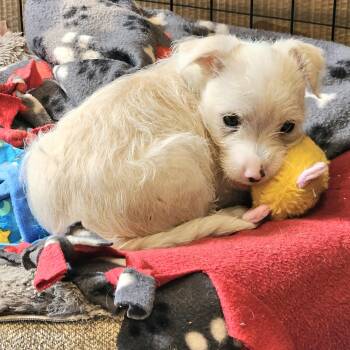 Terrier Dogs Available for Adoption - Colt | PetCurious