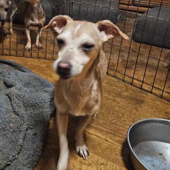 Chihuahua and Mixed Breed Dogs Available for Adoption - Titan | PetCurious
