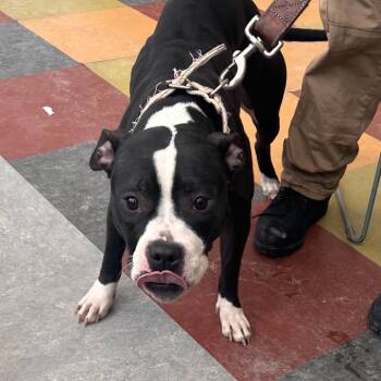 Mixed Breed Dogs Available for Adoption - Katie | PetCurious