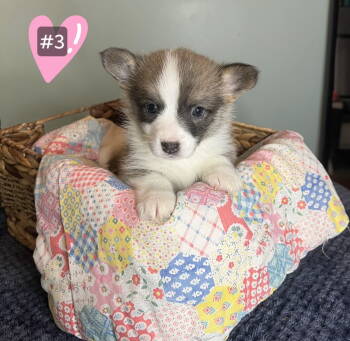 Malibu -  Pembroke Welsh Corgi Dog for Sale in Wagoner, Oklahoma - Malibu | PetCurious