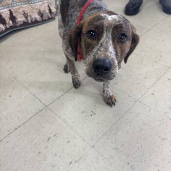Snickers -  Mixed Breed Dog for Adoption in Sylvania, Georgia - Snickers | PetCurious