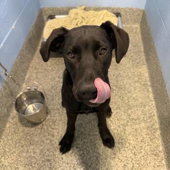 Great Dane and Labrador Retriever Dogs Available for Adoption in Falls Church, Virginia - Jett Black | PetCurious