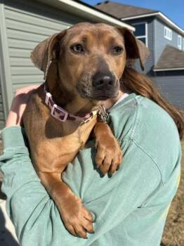 Chiweenie Dogs Available for Adoption - Pumpkin | PetCurious