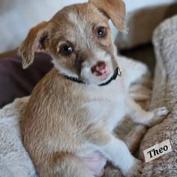 Theo -  Chihuahua and Terrier Dog for Adoption in Lafayette, California - Theo | PetCurious