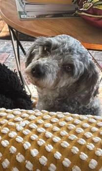 Rescue Miniature Poodle Dogs for Adoption - Patsey | PetCurious