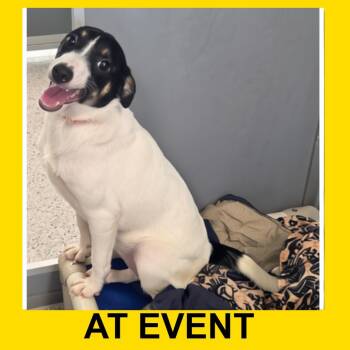 Salina (JN26-92) -  Jack Russell Terrier and Mixed Breed Dog for Adoption in Peyton, Colorado - Salina (JN26-92) | PetCurious