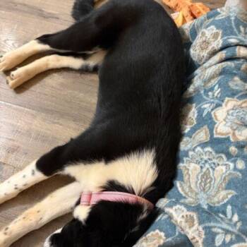 Border Collie and Husky Dogs Available for Adoption in Christiansburg, Virginia - Ida | PetCurious