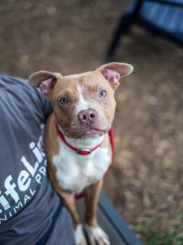 Ozella -  Mixed Breed Dog for Adoption in Chamblee, Georgia - Ozella | PetCurious