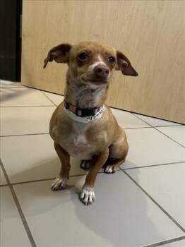 Mixed Breed Dogs Available for Adoption in Santa Fe, New Mexico - WINNIE | PetCurious
