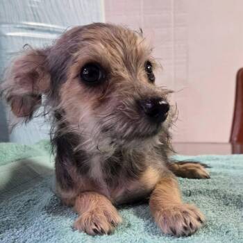 Happy -  Chihuahua and Miniature Schnauzer Dog for Adoption in Tylertown, Mississippi - Happy | PetCurious