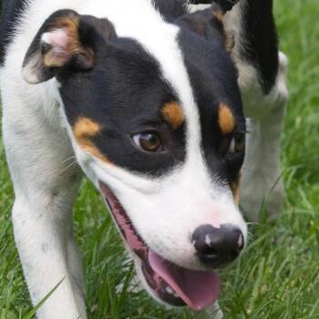 Willie -  Rottweiler and Labrador Retriever Dog for Adoption in South Elgin, Illinois - Willie | PetCurious