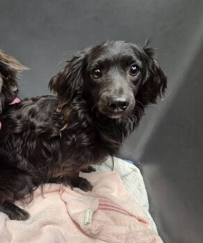 Dachshund Dogs Available for Adoption in Houston, Texas - Harmony | PetCurious