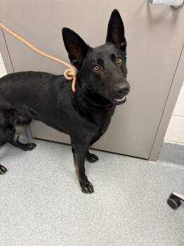COLE -  German Shepherd Dog Dog for Adoption in Indianapolis, Indiana - COLE | PetCurious