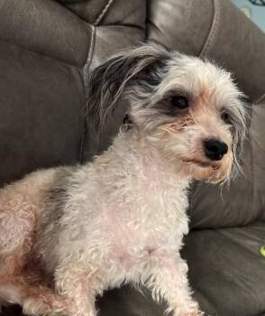 Jack -  Poodle and Mixed Breed Dog for Adoption in Severance, Colorado - Jack | PetCurious