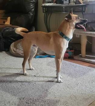 Rescue Mixed Breed Dogs for Adoption in Grand Island, Nebraska - Hans | PetCurious