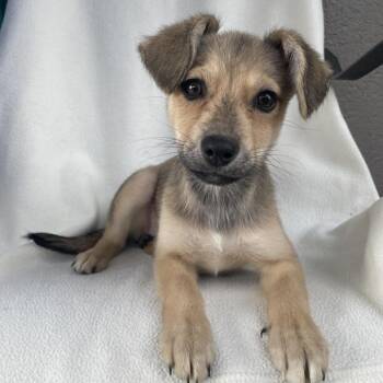 Rescue Shepherd Dogs for Adoption in Carencro, Louisiana - Madeline Sophie | PetCurious