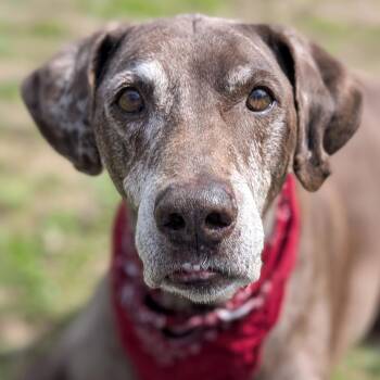 Labrador Retriever Dogs Available for Adoption - Charlie | PetCurious