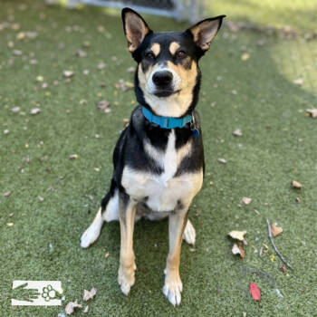 Rescue Mixed Breed Dogs for Adoption in South Burlington, Vermont - Daniela | PetCurious