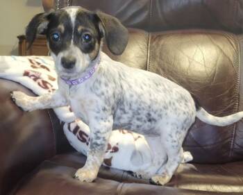 Cattle Dog Dogs Available for Adoption - Peanut | PetCurious