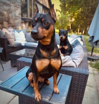 Logan -  Miniature Pinscher Dog for Adoption in Middletown, Connecticut - Logan | PetCurious