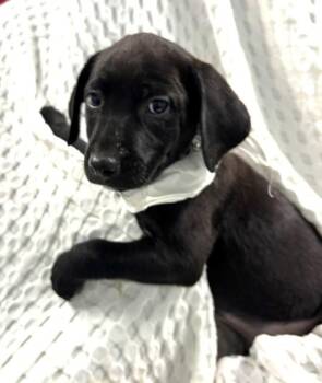 Sailor -  Black Labrador Retriever Dog for Adoption in Hawk Point, Missouri - Sailor | PetCurious