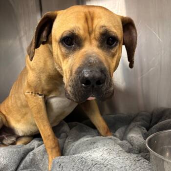 Terrier Dogs Available for Adoption in St. Louis, Missouri - Doc Brown | PetCurious