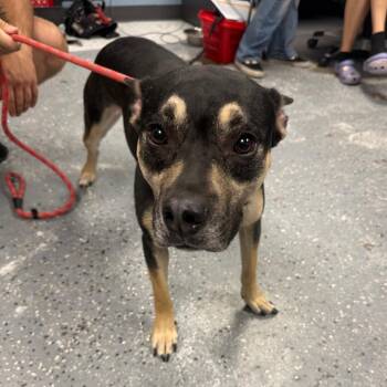 Chevy -  Mixed Breed Dog for Adoption in Saint Joseph, Missouri - Chevy | PetCurious